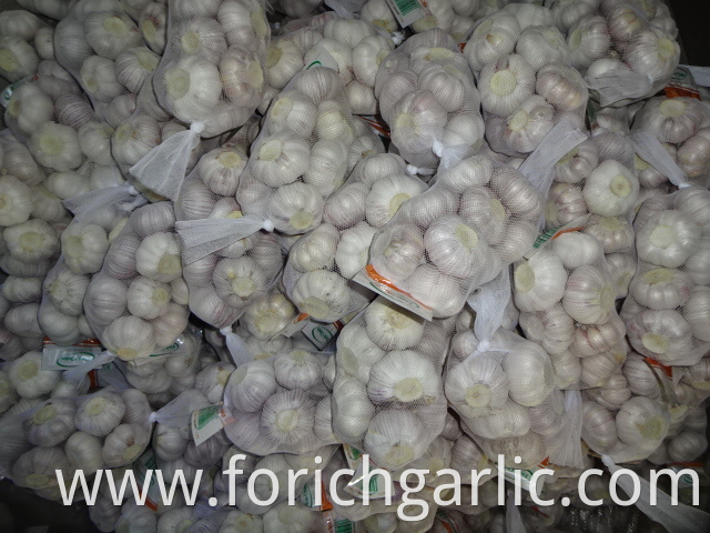 Good Quality Regular Garlic